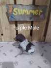German Shorthaired Pointer Puppies - Photo 3 of 10