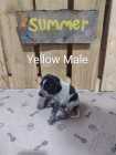German Shorthaired Pointer Puppies - Photo 5 of 10