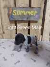 German Shorthaired Pointer Puppies - Photo 6 of 10