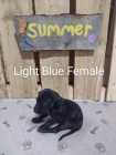 German Shorthaired Pointer Puppies - Photo 7 of 10