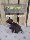 German Shorthaired Pointer Puppies - Photo 8 of 10