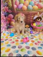 Golden Doodle puppies
