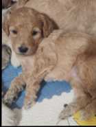 Golden Doodle puppies