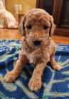 Golden Doodle puppies