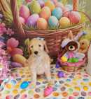 Golden Doodle puppies - Photo 3 of 5