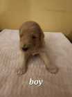 Golden Doodle puppies - Photo 1 of 15
