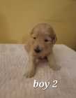 Golden Doodle puppies - Photo 2 of 15