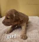 Golden Doodle puppies - Photo 3 of 15