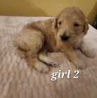 Golden Doodle puppies - Photo 4 of 15