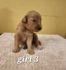 Golden Doodle puppies - Photo 5 of 15