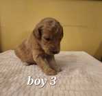 Golden Doodle puppies - Photo 6 of 15