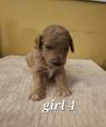 Golden Doodle puppies - Photo 7 of 15