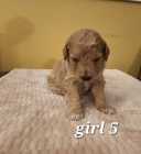 Golden Doodle puppies - Photo 8 of 15