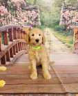 Golden Doodles - Photo 1 of 8