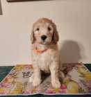 Golden Doodles - Photo 4 of 8