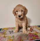 Golden Doodles - Photo 5 of 8