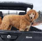 Golden Doodles - Photo 6 of 8