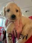 Golden Retriever Puppies