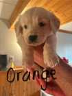 Golden Retriever Puppies - Photo 1 of 8