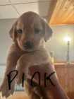Golden Retriever Puppies - Photo 2 of 8
