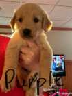 Golden Retriever Puppies - Photo 3 of 8