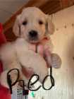 Golden Retriever Puppies - Photo 4 of 8