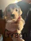 Golden Retriever Puppies - Photo 5 of 8