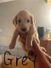 Golden Retriever Puppies - Photo 6 of 8
