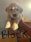 Golden Retriever Puppies - Photo 7 of 8