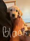 Golden Retriever Puppies
