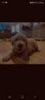 Golden retriever puppies - Photo 1 of 5