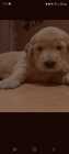 Golden retriever puppies - Photo 2 of 5