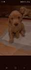 Golden retriever puppies - Photo 3 of 5