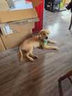 full breed golden retriever puppy - Photo 3 of 4