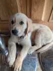 Golden Retriever Puppy – 10 Weeks Old – Female