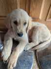 Golden Retriever Puppy – 10 Weeks Old – Female - Photo 1 of 10