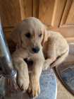 Golden Retriever Puppy – 10 Weeks Old – Female - Photo 2 of 10