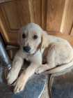 Golden Retriever Puppy – 10 Weeks Old – Female - Photo 3 of 10