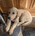 Golden Retriever Puppy – 10 Weeks Old – Female - Photo 4 of 10