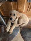 Golden Retriever Puppy – 10 Weeks Old – Female - Photo 5 of 10