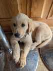 Golden Retriever Puppy – 10 Weeks Old – Female - Photo 6 of 10