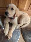 Golden Retriever Puppy – 10 Weeks Old – Female - Photo 7 of 10