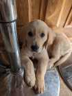 Golden Retriever Puppy – 10 Weeks Old – Female - Photo 8 of 10