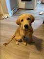 Golden retriever puppy