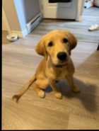 Golden retriever puppy - Photo 1 of 5