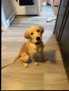 Golden retriever puppy - Photo 2 of 5