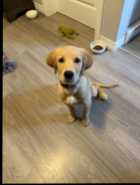 Golden retriever puppy - Photo 3 of 5