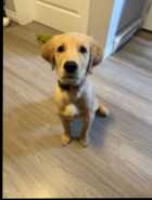 Golden retriever puppy - Photo 4 of 5