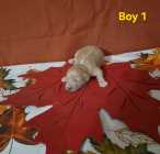 Goldendoodle puppies