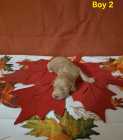 Goldendoodle puppies - Photo 1 of 10